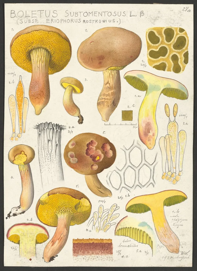Boletus Subtomentosus L β Subsp Eriophorus Rostkowius Wall Art by Hans Walty - High-Resolution Digital Print