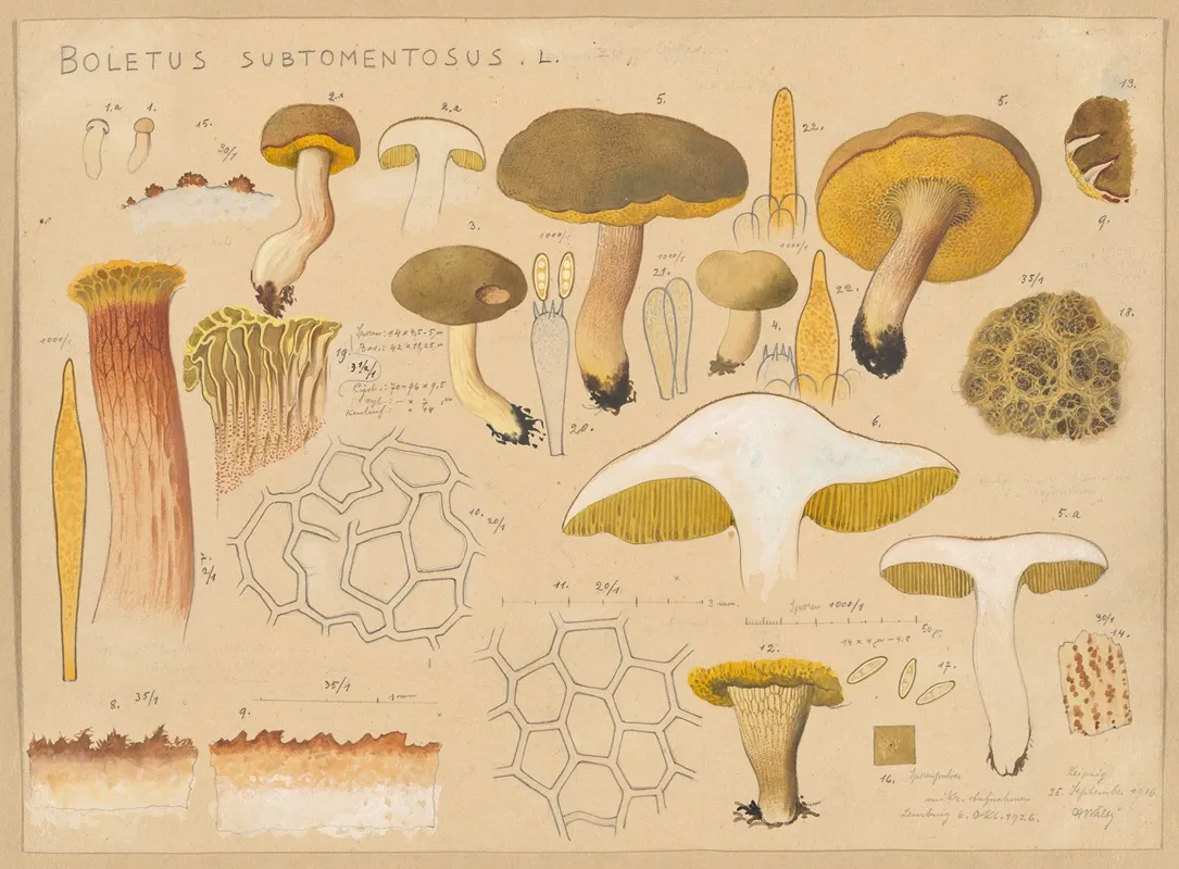 Boletus Subtomentosus L Wall Art by Hans Walty - High-Resolution Digital Print