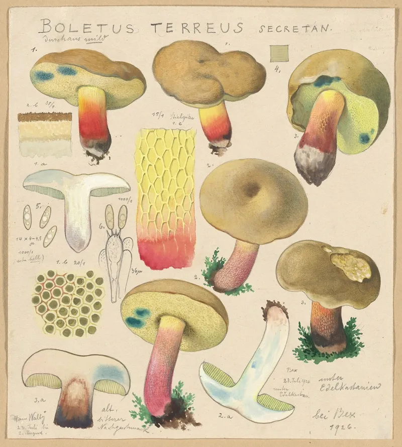 Boletus Terreus Secretan Wall Art by Hans Walty - High-Resolution Digital Print