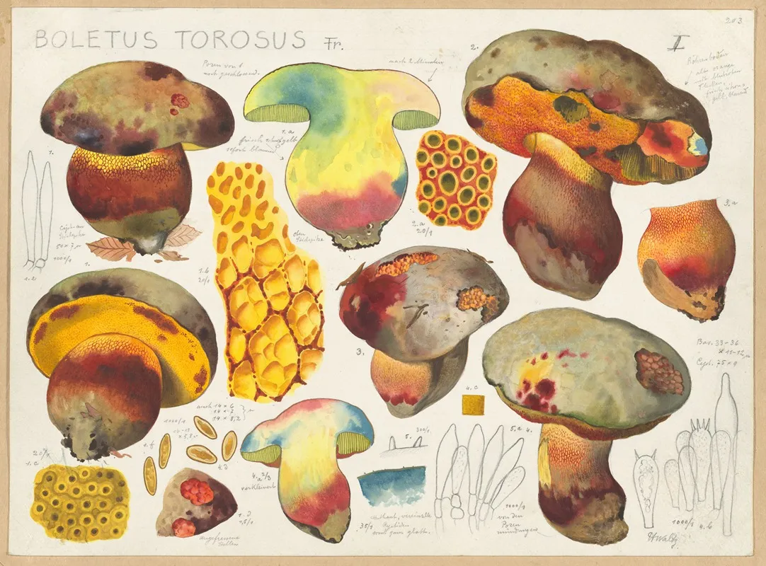 Boletus Torosus Fr Wall Art by Hans Walty - High-Resolution Digital Print