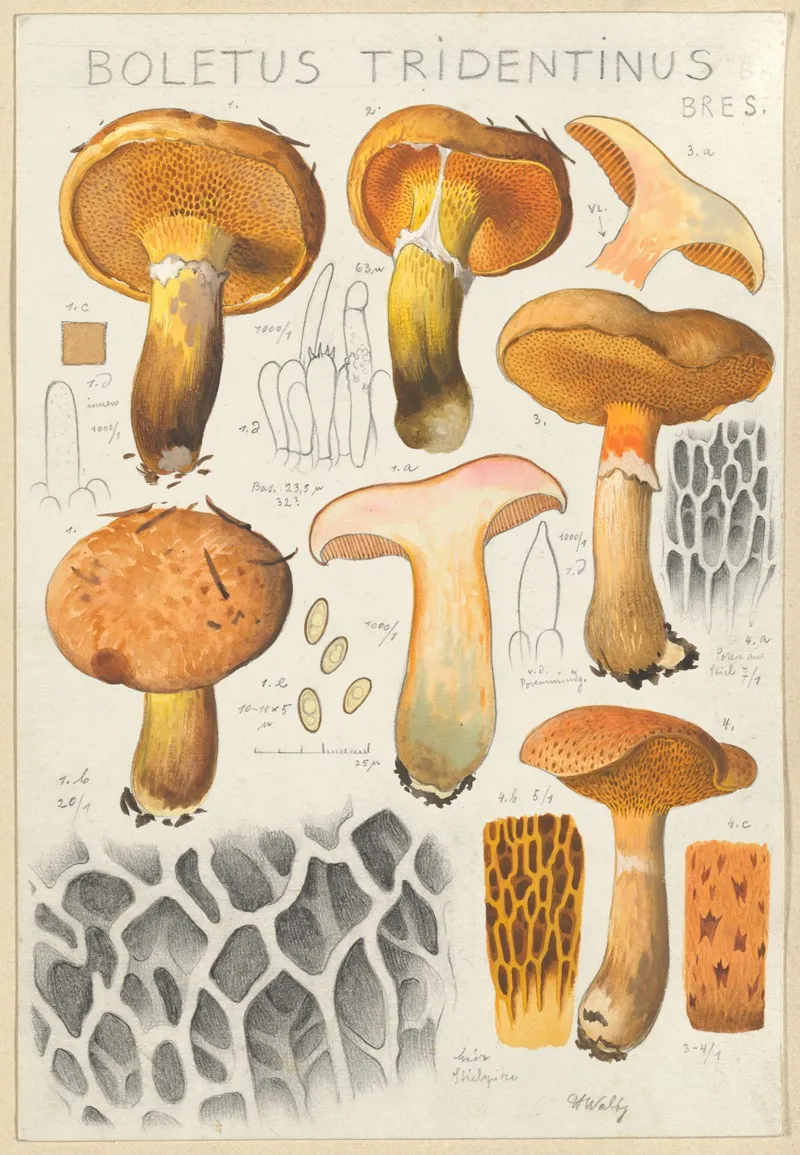 Boletus Tridentinus Wall Art by Hans Walty - High-Resolution Digital Print