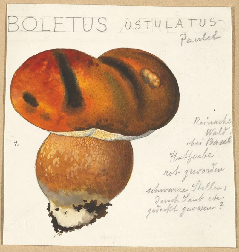 Boletus Ustulatus Paulet 3 Wall Art by Hans Walty - High-Resolution Digital Print