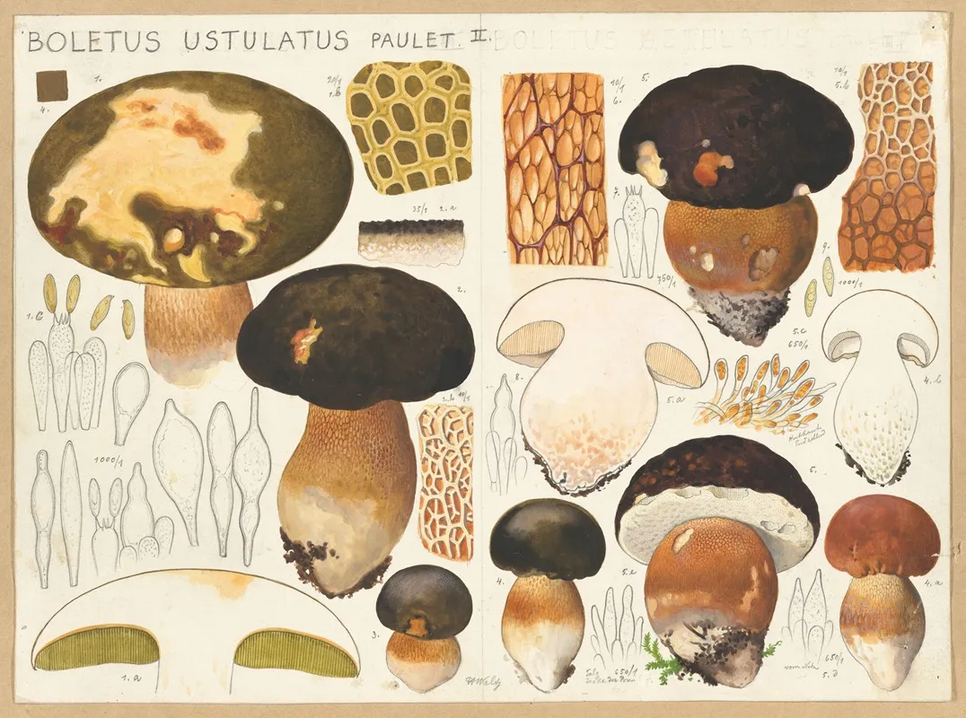 Boletus Ustulatus Paulet Wall Art by Hans Walty - High-Resolution Digital Print