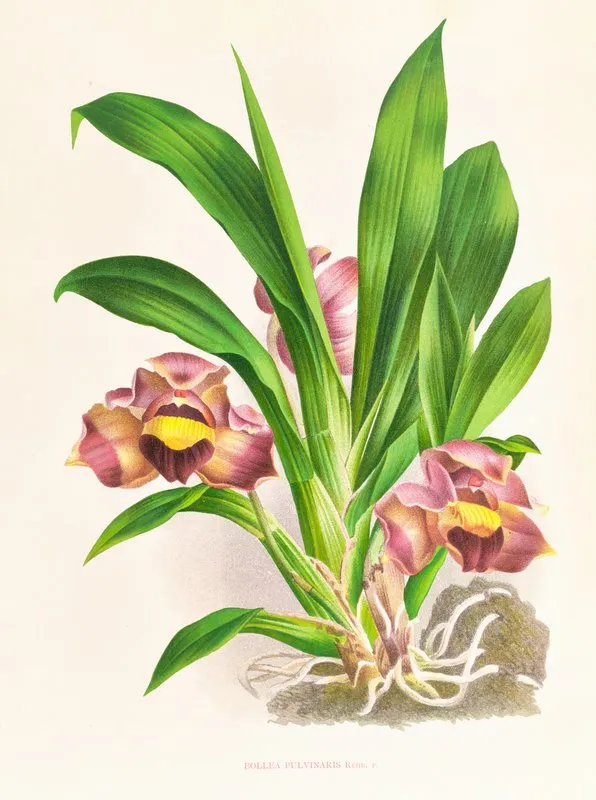 Bollea Pulvinaris Wall Art by Jean Jules Linden - High-Resolution Digital Print