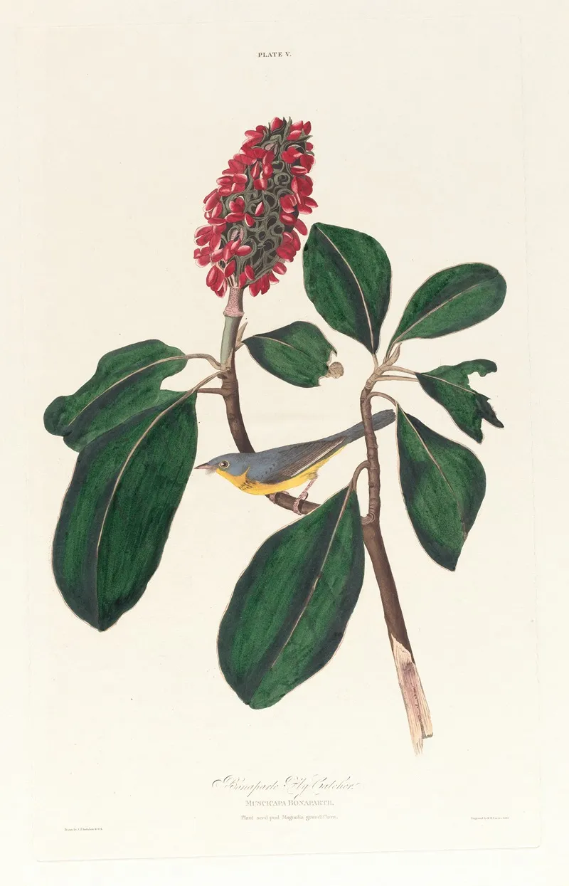 Bonaparte Fly Catcher Wall Art by John James Audubon - High-Resolution Digital Print