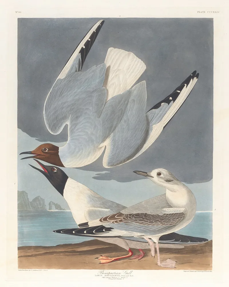 Bonapartian Gull Wall Art by John James Audubon - High-Resolution Digital Print