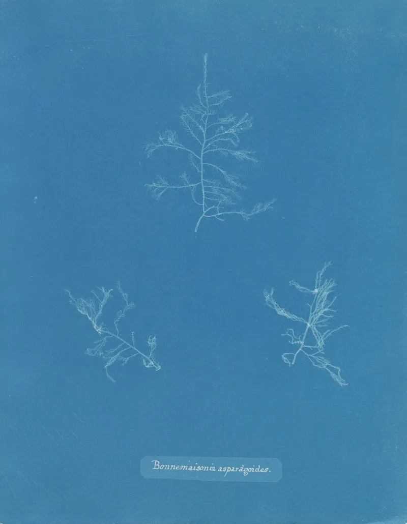 Bonnemaisonia Asparagoides 2 Wall Art by Anna Atkins - High-Resolution Digital Print