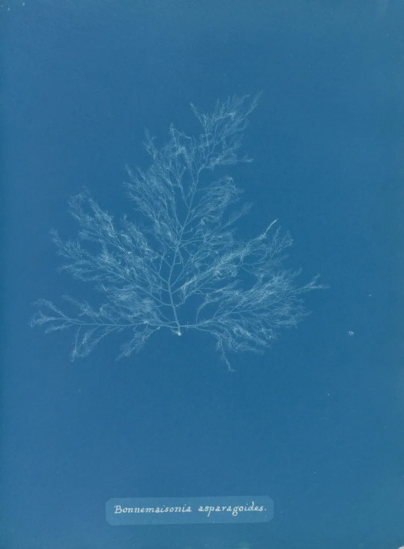 Bonnemaisonia Asparagoides Wall Art by Anna Atkins - High-Resolution Digital Print