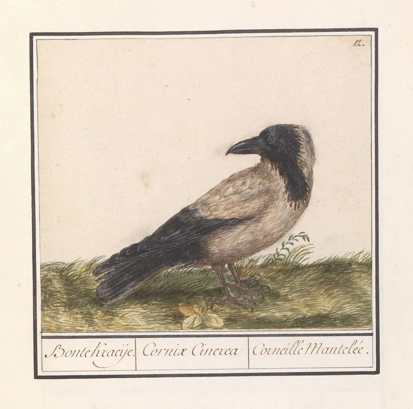Bonte Kraai Corvus Cornix Wall Art by Anselmus Boëtius de Boodt - High-Resolution Digital Print