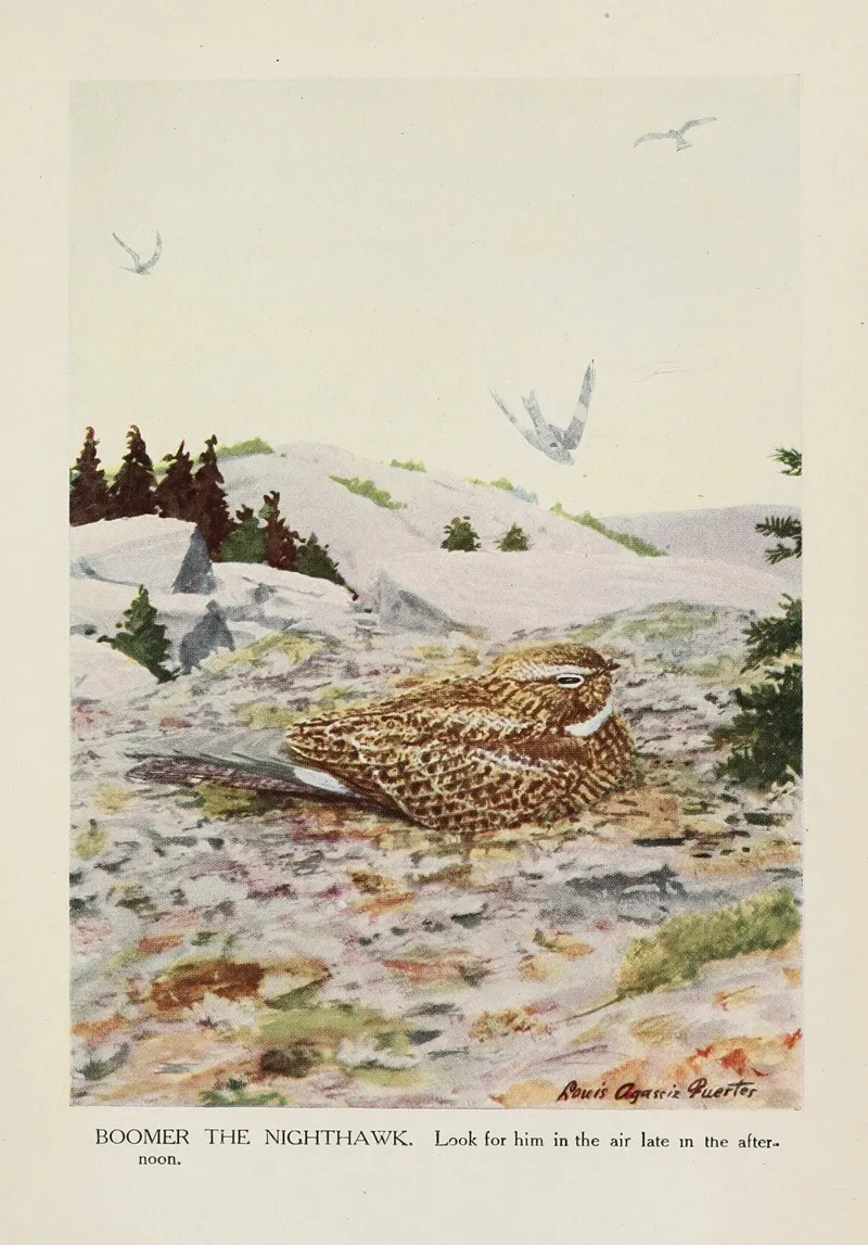 Boomer The Nighthawk Wall Art by Louis Agassiz Fuertes - High-Resolution Digital Print
