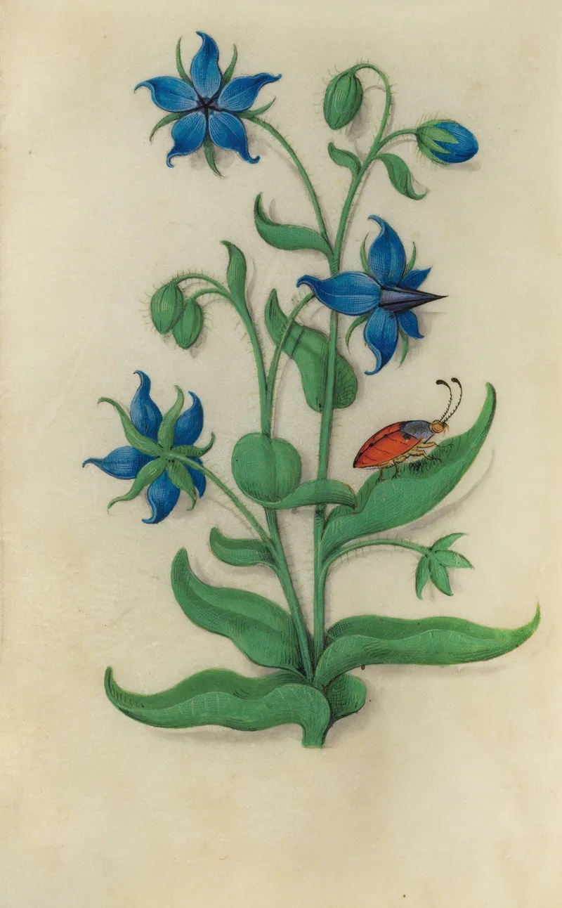 Borage Borago Officinalis With A Red And Blue Beetle Wall Art by Master of Claude de France - High-Resolution Digital Print