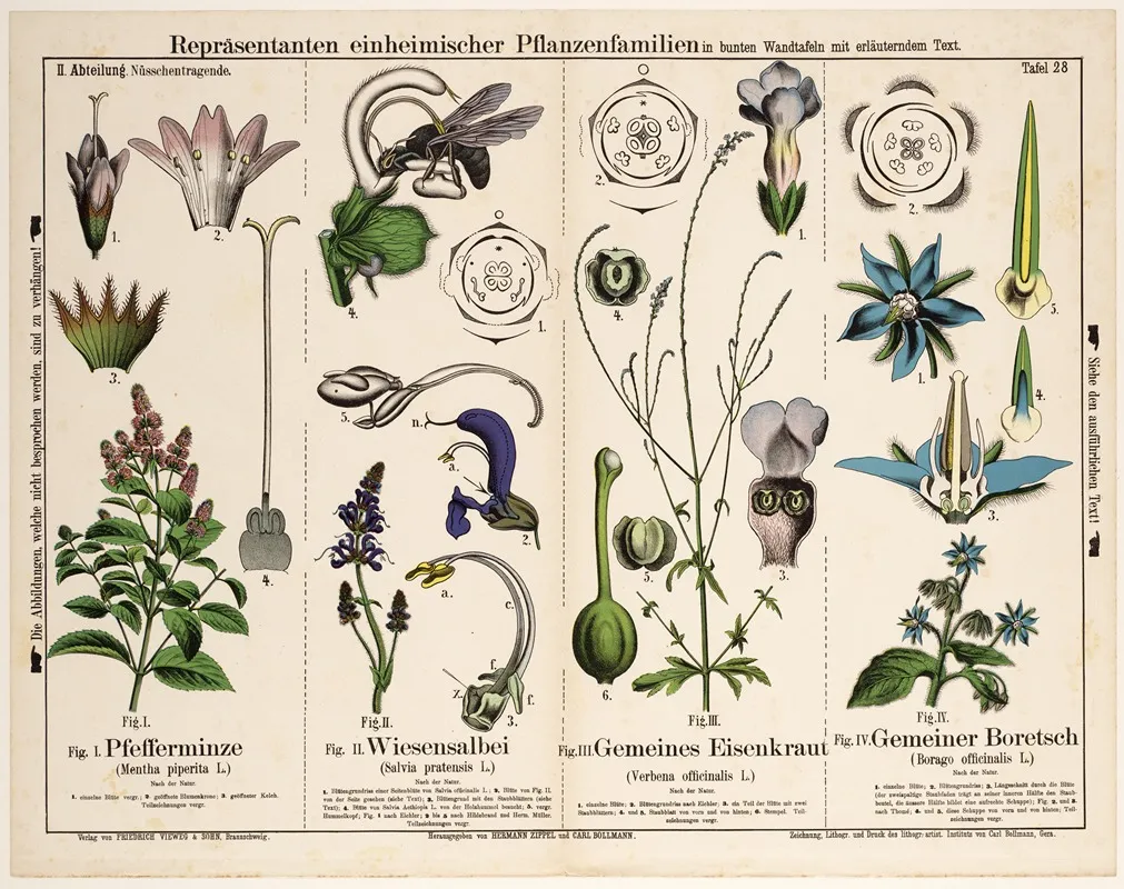 Borago Officinalis Mentha Piperita Salvia Pratensis Verbena Officinalis Wall Art by Hermann Zippel - High-Resolution Digital Print