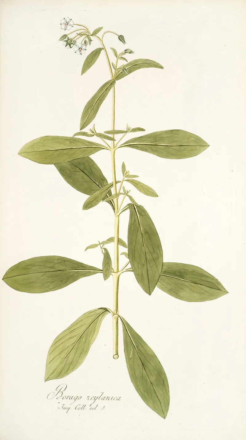 Borago Zeylanica Wall Art by Nikolaus Joseph Freiherr von Jacquin - High-Resolution Digital Print