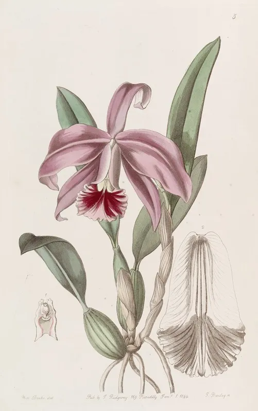 Bordered Dwarf Cattleya Wall Art by Sydenham Edwards - High-Resolution Digital Print