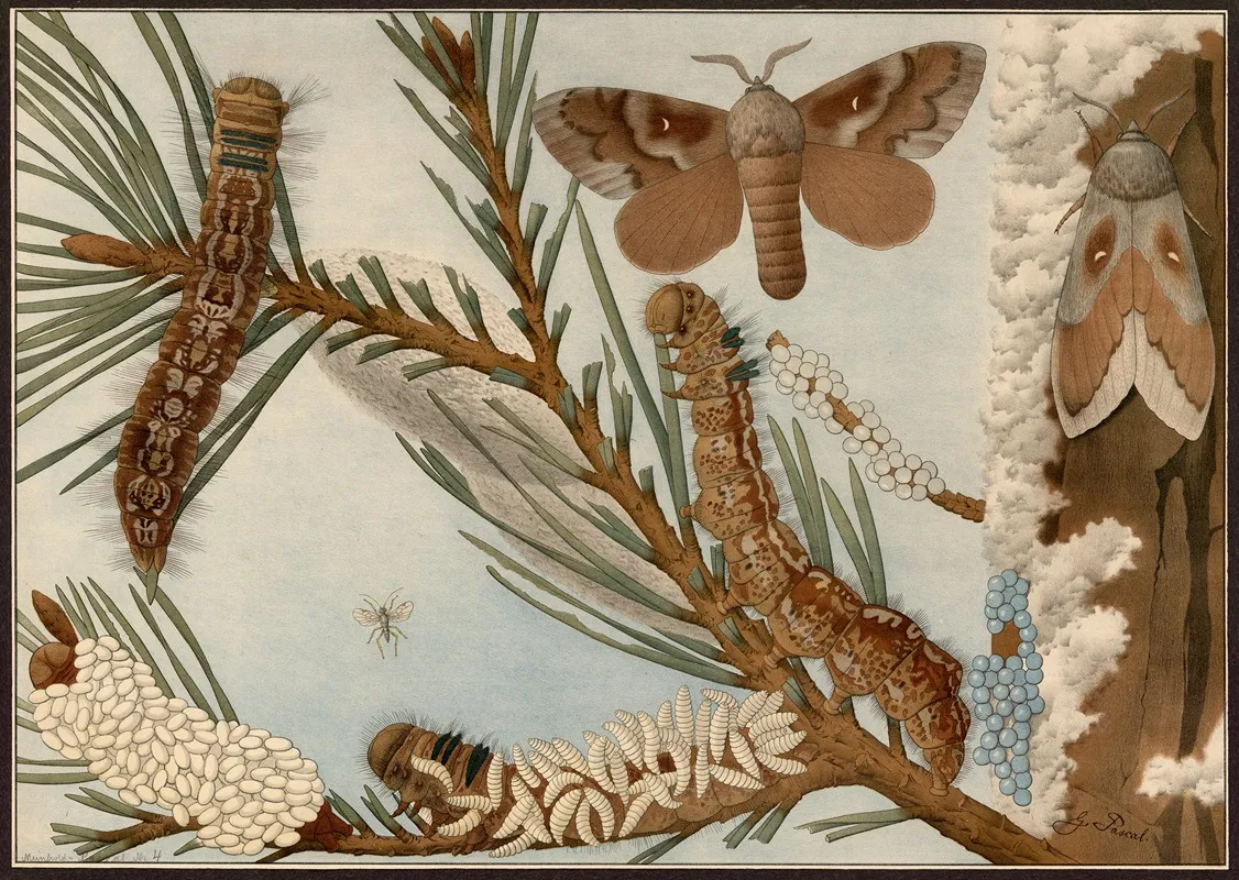 Bordered White Moth Bupalus Piniaria Wall Art by G. Pascal - High-Resolution Digital Print