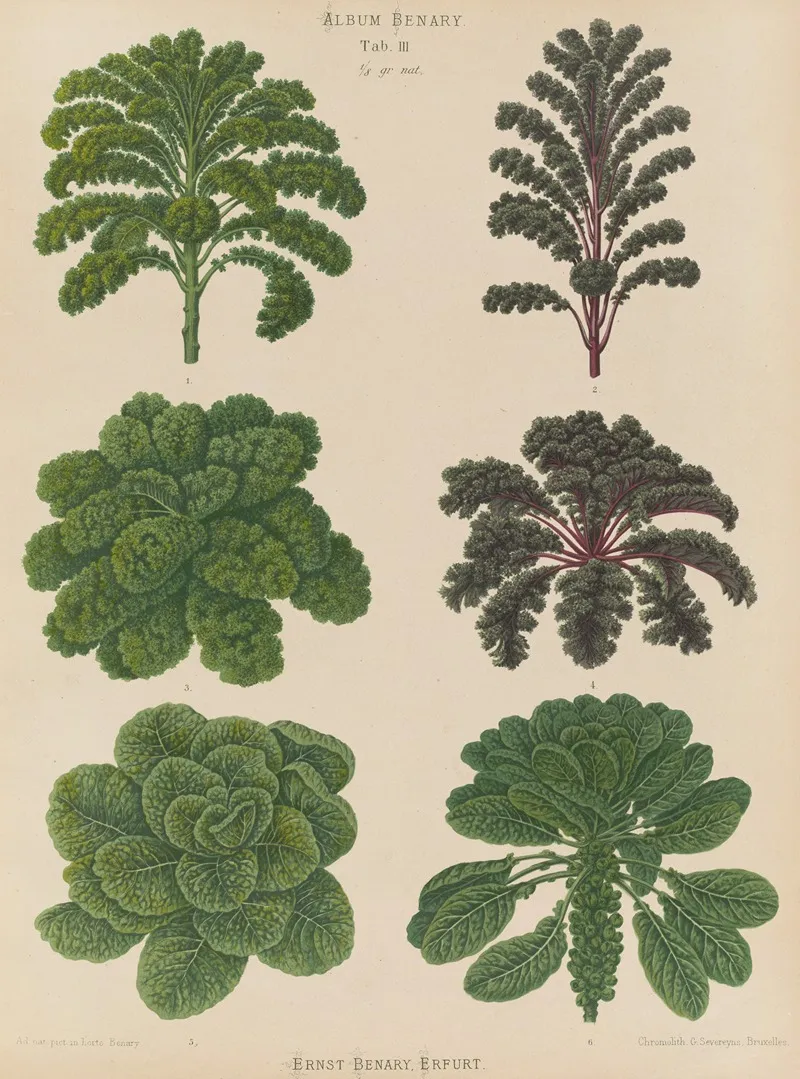 Borecoles Or Kales Brussel Sprouts Wall Art by Ernst Benary - High-Resolution Digital Print