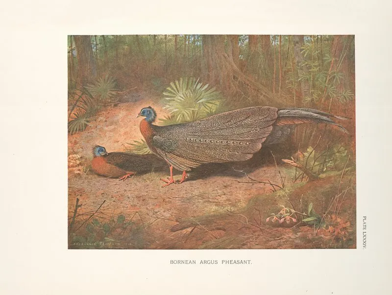 Bornean Argus Pheasant Argusianus Grayi Wall Art by Archibald Thorburn - High-Resolution Digital Print