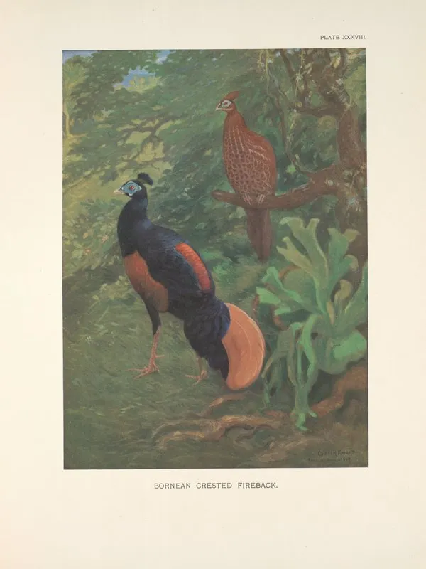 Bornean Crested Fireback Lophura Ignita Wall Art by Charles Robert Knight - High-Resolution Digital Print