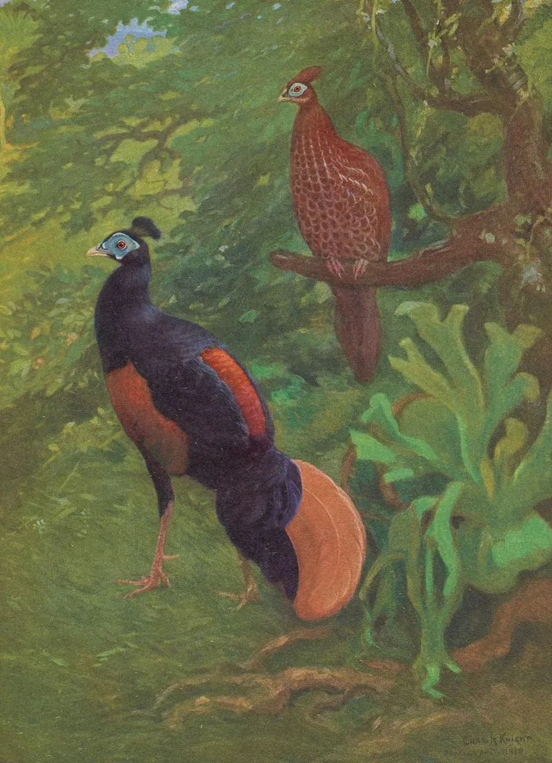 Bornean Crested Fireback Wall Art by Charles Robert Knight - High-Resolution Digital Print
