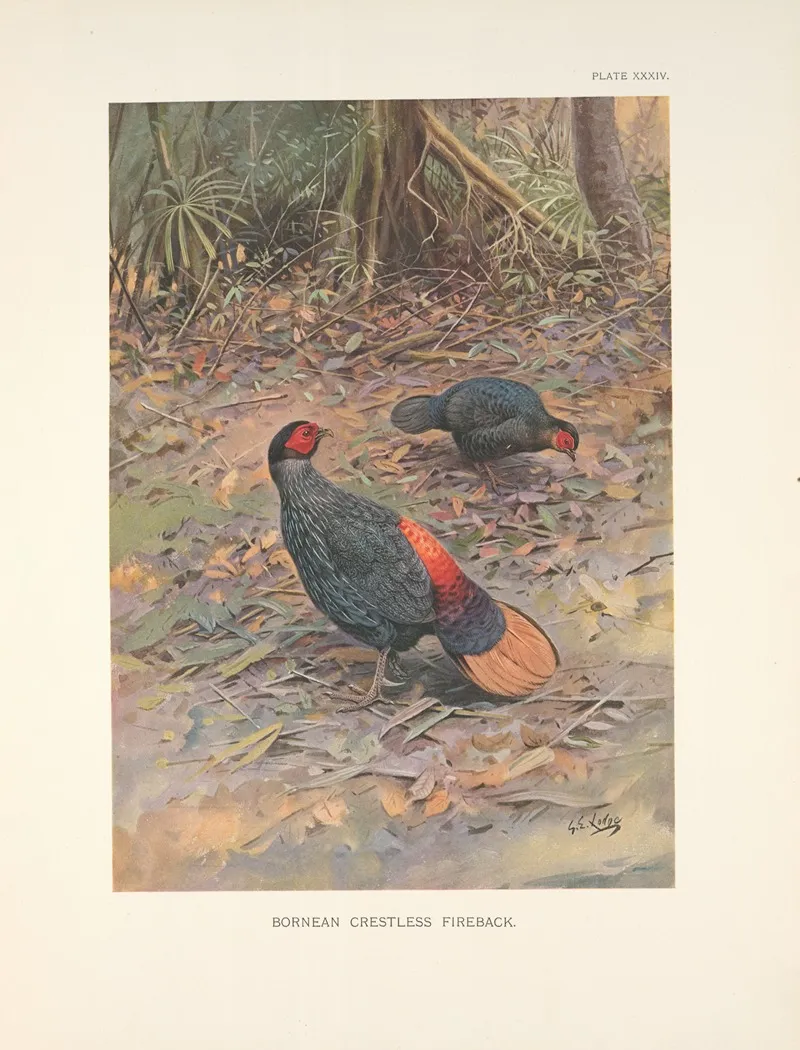 Bornean Crestless Fireback Acomus Pyronotus Wall Art by George Edward Lodge - High-Resolution Digital Print