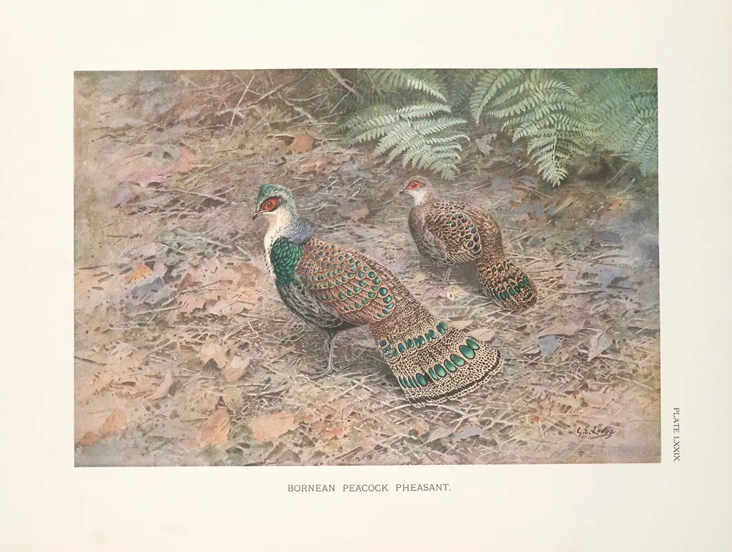 Bornean Peacock Pheasant Polyplectron Schleiermacheri Wall Art by George Edward Lodge - High-Resolution Digital Print