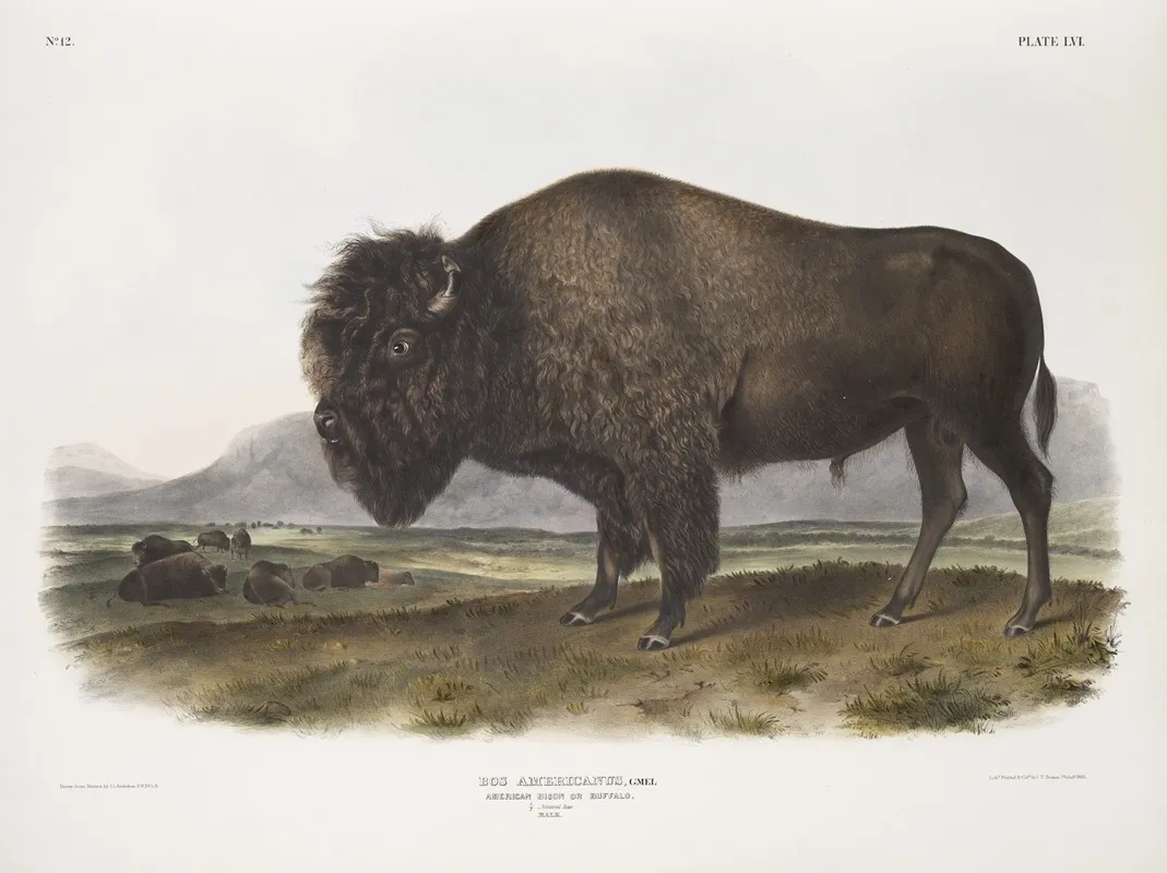 Bos Americanus American Bison Or Buffalo Male Wall Art by John Woodhouse Audubon - High-Resolution Digital Print