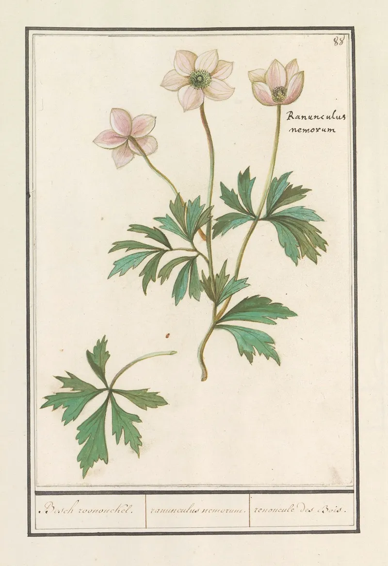 Bosanemoon Anemone Nemorosa Bosch Roononckel Ranunculus Nemorum Ranoncule Des Bois Wall Art by Anselmus Boëtius de Boodt - High-Resolution Digital Print