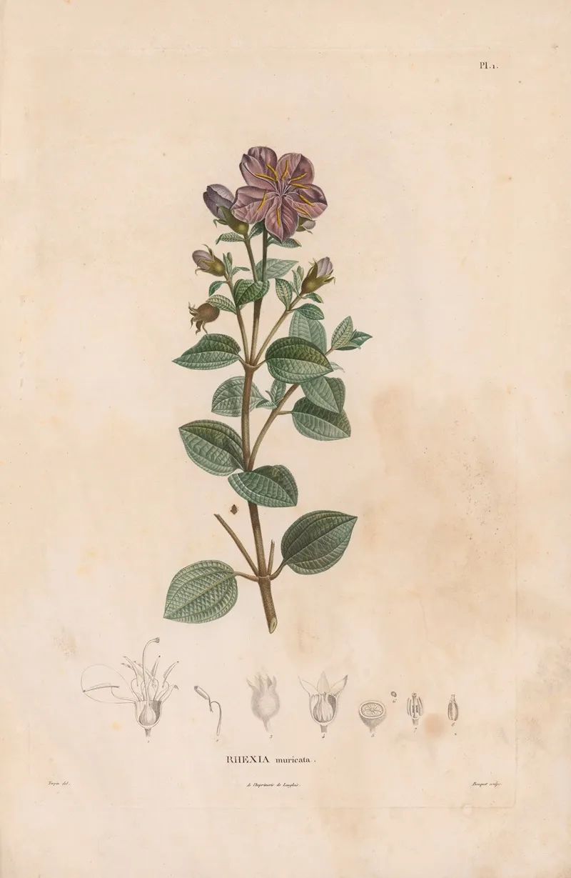 Botanique Pl 01 Wall Art by Alexander von Humboldt - High-Resolution Digital Print