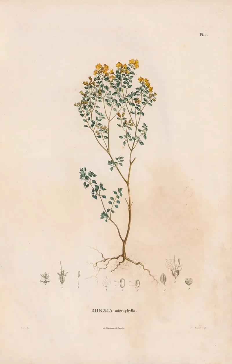 Botanique Pl 02 Wall Art by Alexander von Humboldt - High-Resolution Digital Print
