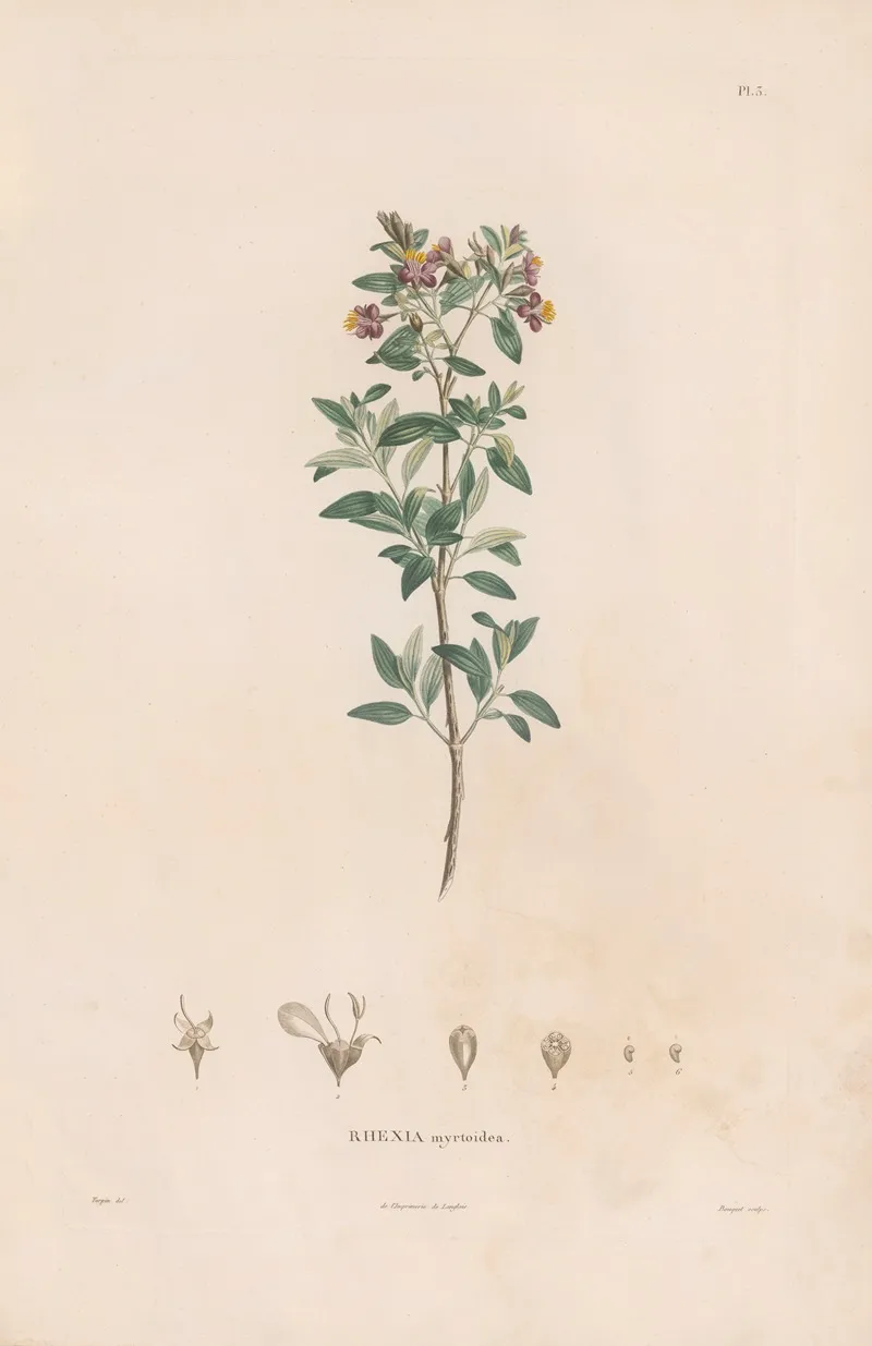 Botanique Pl 03 Wall Art by Alexander von Humboldt - High-Resolution Digital Print