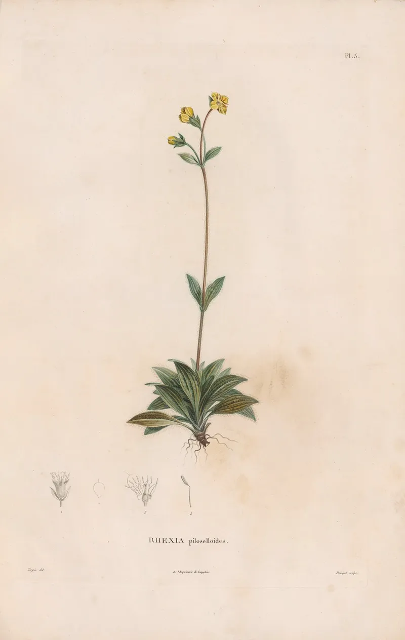 Botanique Pl 04 Wall Art by Alexander von Humboldt - High-Resolution Digital Print