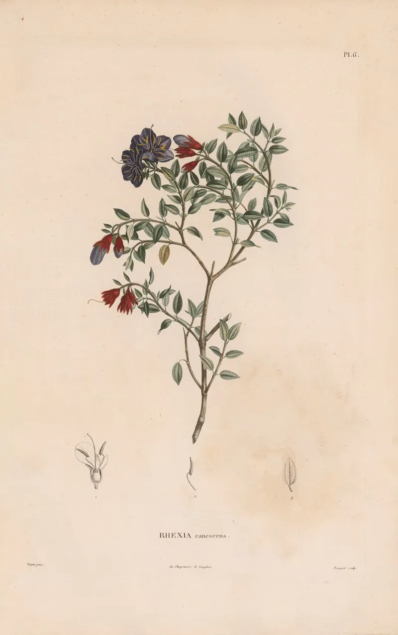Botanique Pl 05 Wall Art by Alexander von Humboldt - High-Resolution Digital Print