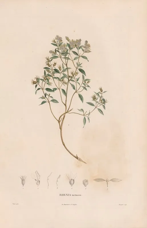 Botanique Pl 06 Wall Art by Alexander von Humboldt - High-Resolution Digital Print