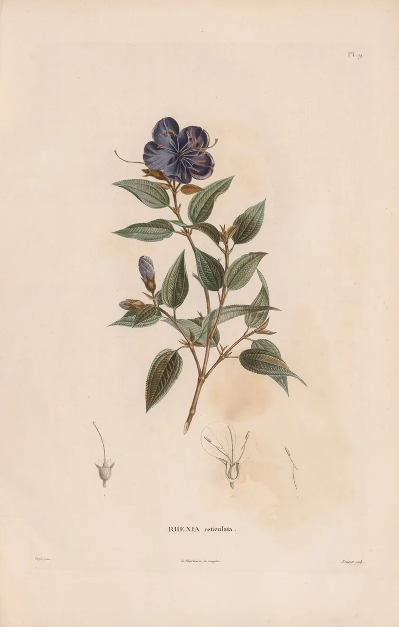 Botanique Pl 08 Wall Art by Alexander von Humboldt - High-Resolution Digital Print