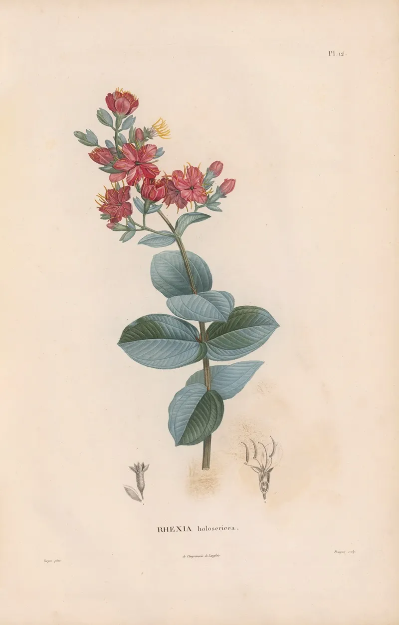 Botanique Pl 11 Wall Art by Alexander von Humboldt - High-Resolution Digital Print