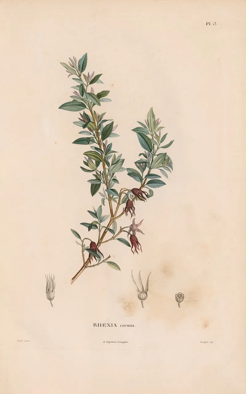 Botanique Pl 12 Wall Art by Alexander von Humboldt - High-Resolution Digital Print