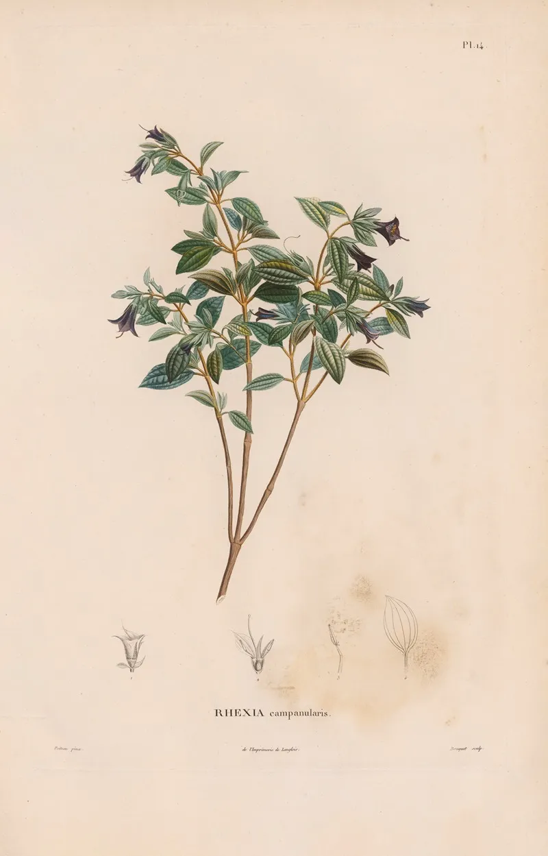 Botanique Pl 13 Wall Art by Alexander von Humboldt - High-Resolution Digital Print