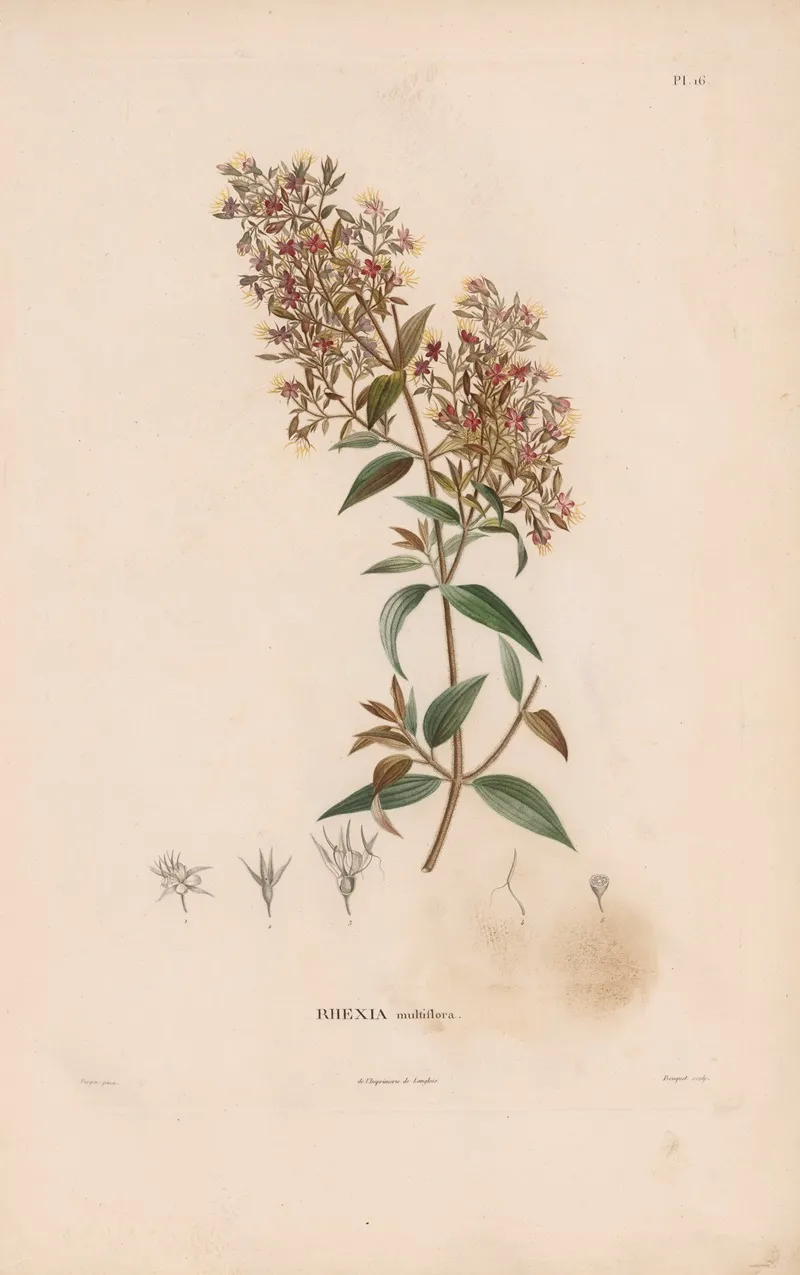 Botanique Pl 15 Wall Art by Alexander von Humboldt - High-Resolution Digital Print