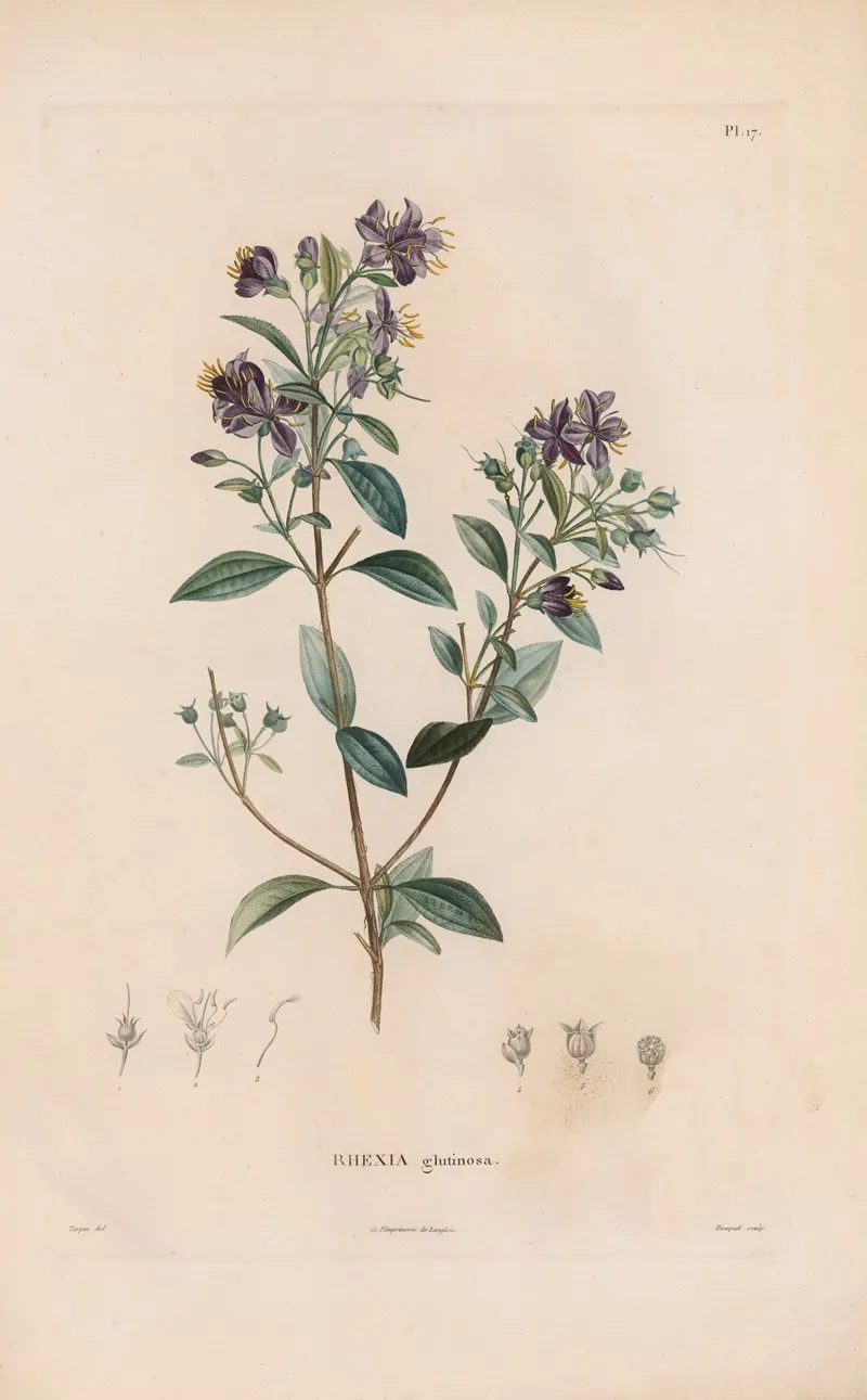 Botanique Pl 16 Wall Art by Alexander von Humboldt - High-Resolution Digital Print
