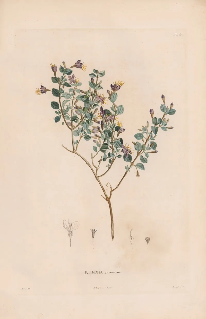 Botanique Pl 17 Wall Art by Alexander von Humboldt - High-Resolution Digital Print