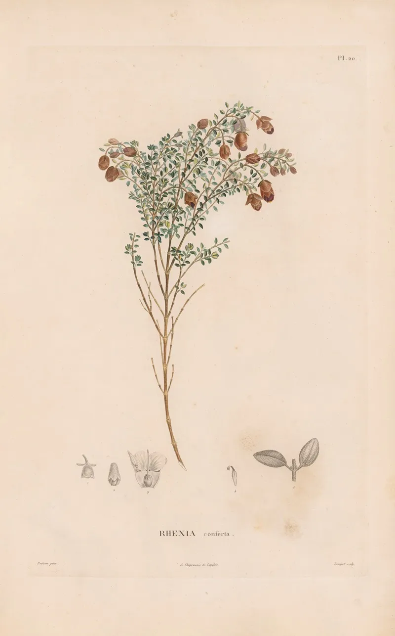 Botanique Pl 18 Wall Art by Alexander von Humboldt - High-Resolution Digital Print