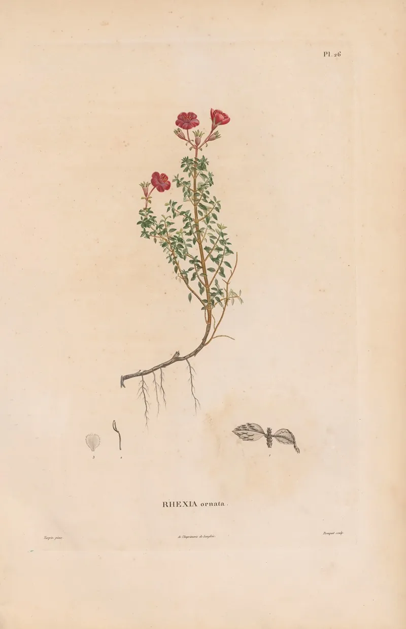 Botanique Pl 20 Wall Art by Alexander von Humboldt - High-Resolution Digital Print