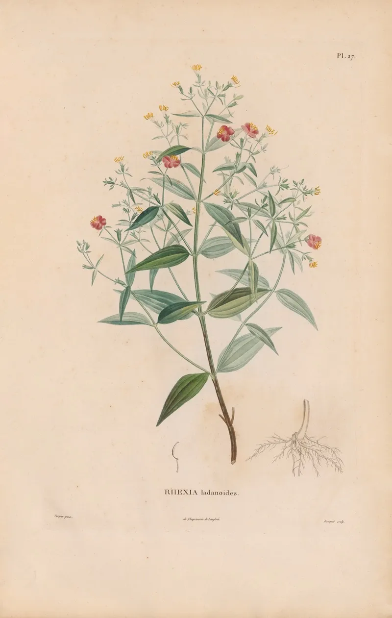 Botanique Pl 21 Wall Art by Alexander von Humboldt - High-Resolution Digital Print