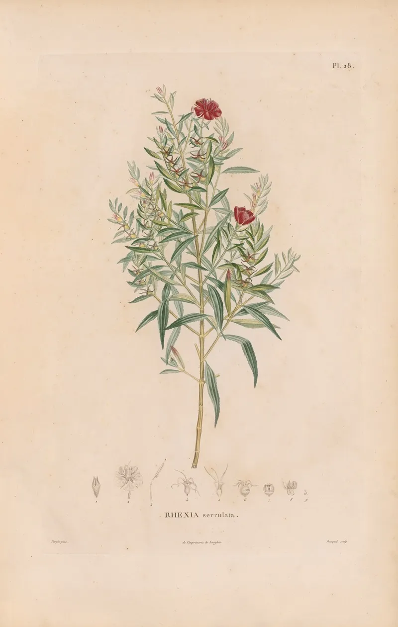 Botanique Pl 22 Wall Art by Alexander von Humboldt - High-Resolution Digital Print