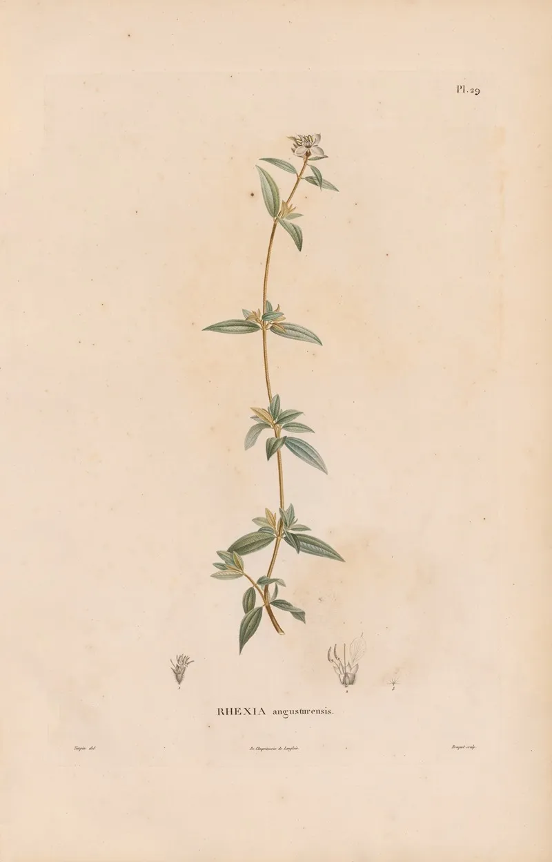 Botanique Pl 23 Wall Art by Alexander von Humboldt - High-Resolution Digital Print
