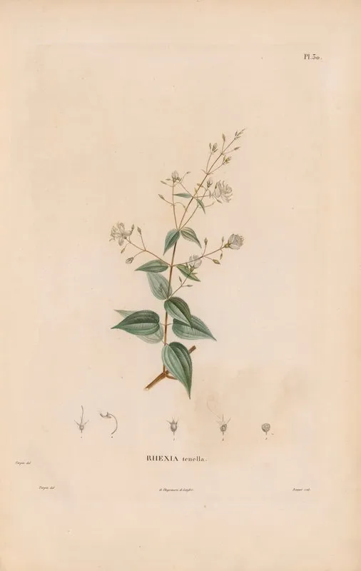 Botanique Pl 24 Wall Art by Alexander von Humboldt - High-Resolution Digital Print