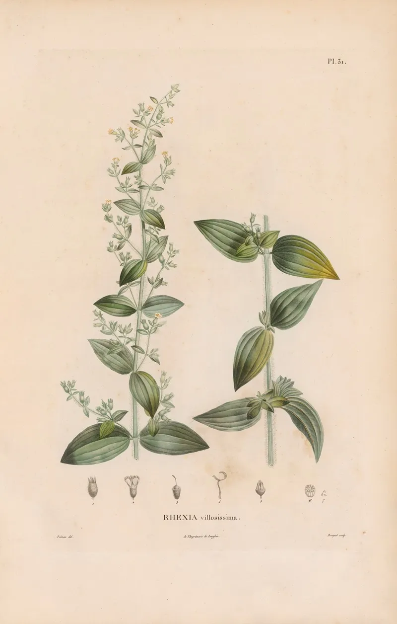 Botanique Pl 25 Wall Art by Alexander von Humboldt - High-Resolution Digital Print