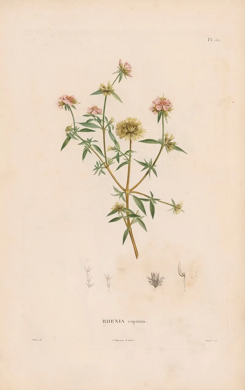 Botanique Pl 26 Wall Art by Alexander von Humboldt - High-Resolution Digital Print