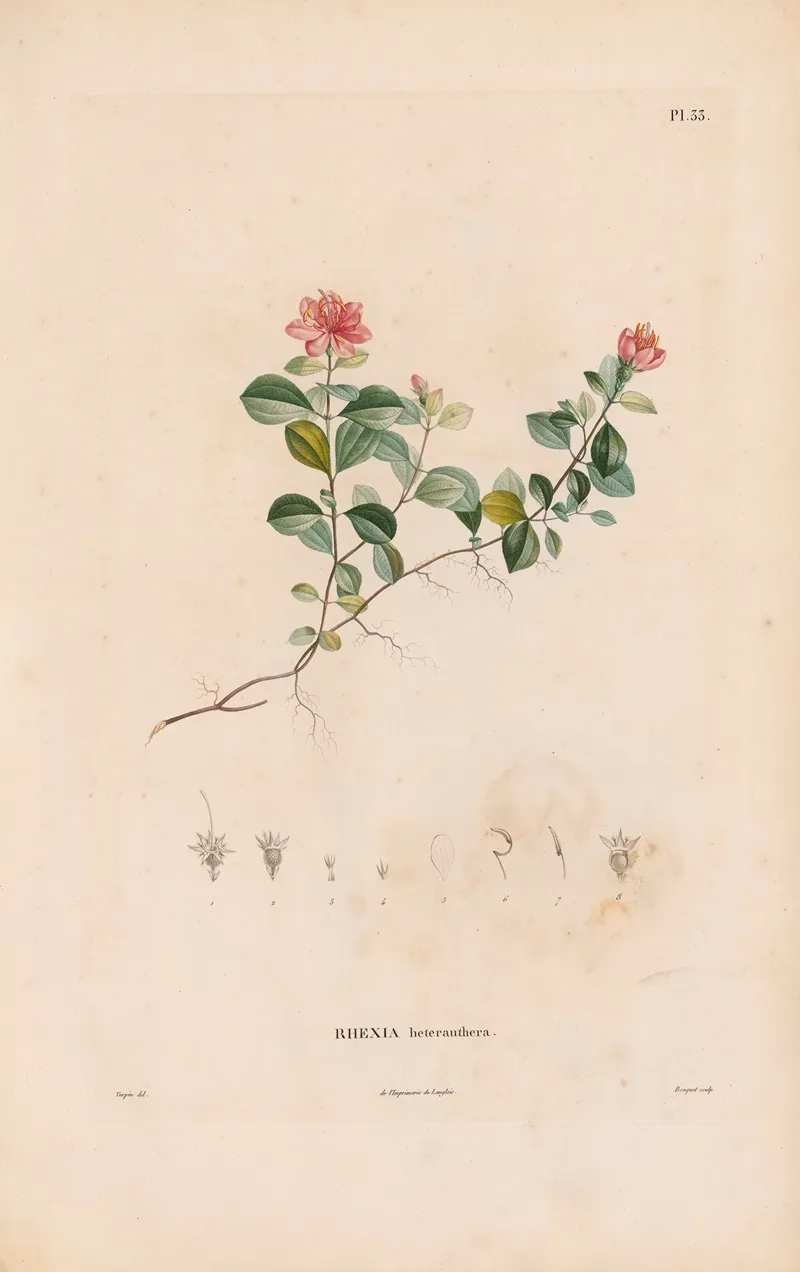 Botanique Pl 27 Wall Art by Alexander von Humboldt - High-Resolution Digital Print