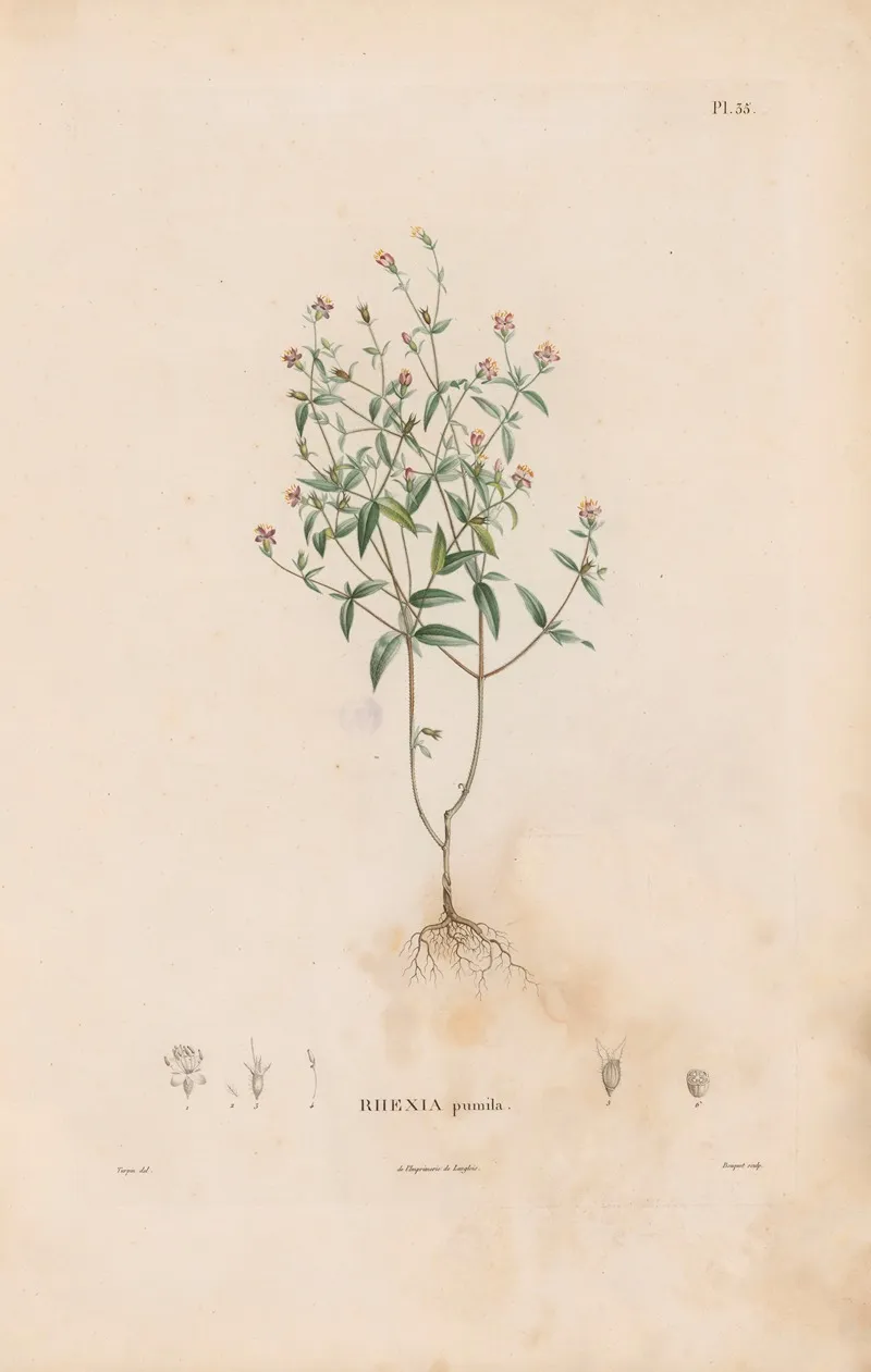 Botanique Pl 29 Wall Art by Alexander von Humboldt - High-Resolution Digital Print